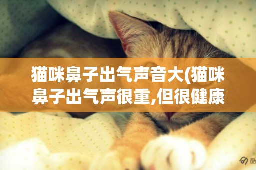 貓咪鼻子出氣聲音大(貓咪鼻子出氣聲很重,但很健康)