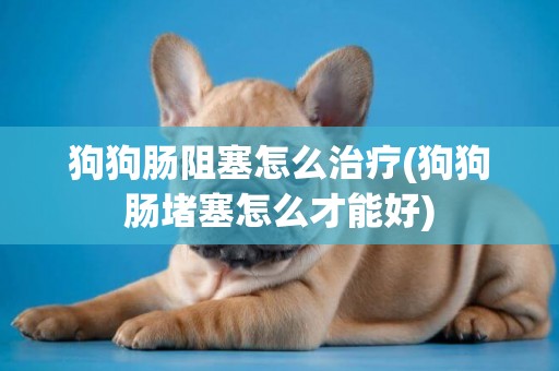 狗狗腸阻塞怎么治療(狗狗腸堵塞怎么才能好)