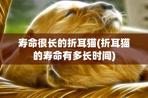 壽命很長的折耳貓(折耳貓的壽命有多長時間)