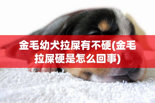 金毛幼犬拉屎有不硬(金毛拉屎硬是怎么回事)