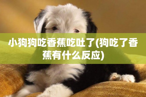 小狗狗吃香蕉吃吐了(狗吃了香蕉有什么反應)