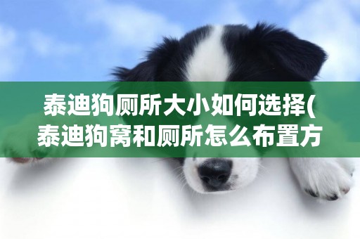 泰迪狗廁所大小如何選擇(泰迪狗窩和廁所怎么布置方便)