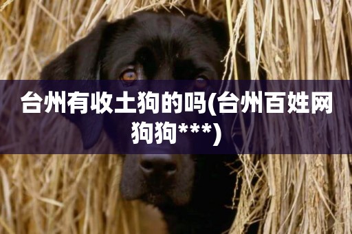 臺州有收土狗的嗎(臺州百姓網狗狗***)