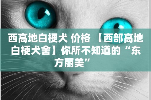 西高地白梗犬 價格 【西部高地白梗犬舍】你所不知道的“東方麗美” 
