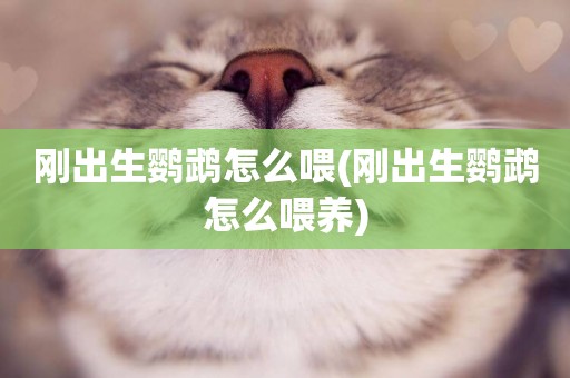剛出生鸚鵡怎么喂(剛出生鸚鵡怎么喂養)
