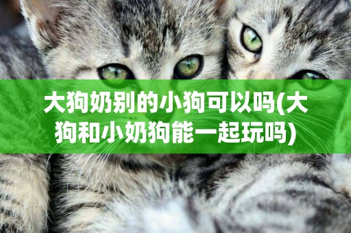 大狗奶別的小狗可以嗎(大狗和小奶狗能一起玩嗎)