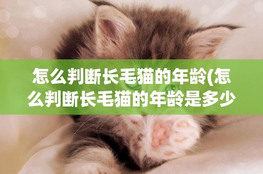 怎么判斷長毛貓的年齡(怎么判斷長毛貓的年齡是多少)