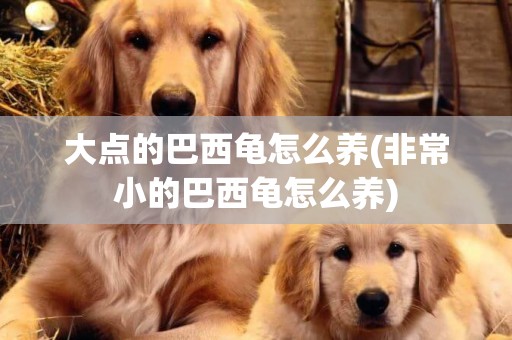 大點的巴西龜怎么養(非常小的巴西龜怎么養)