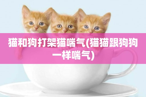 貓和狗打架貓喘氣(貓貓跟狗狗一樣喘氣)