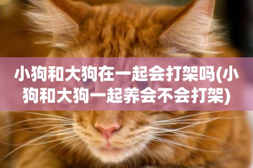 小狗和大狗在一起會打架嗎(小狗和大狗一起養會不會打架)