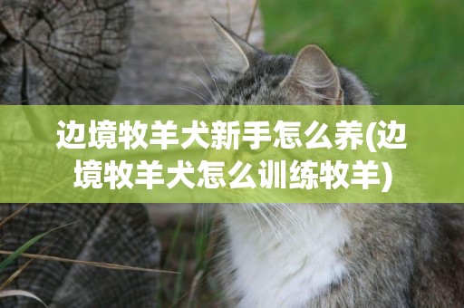 邊境牧羊犬新手怎么養(邊境牧羊犬怎么訓練牧羊)