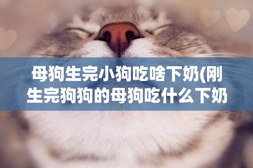 母狗生完小狗吃啥下奶(剛生完狗狗的母狗吃什么下奶)