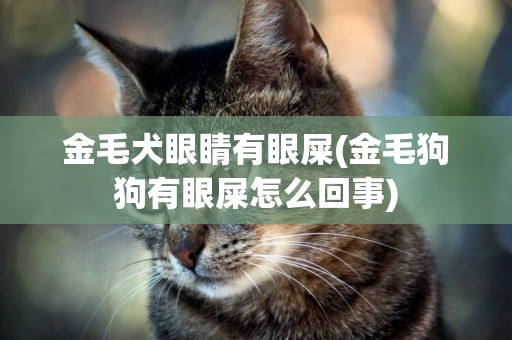 金毛犬眼睛有眼屎(金毛狗狗有眼屎怎么回事)