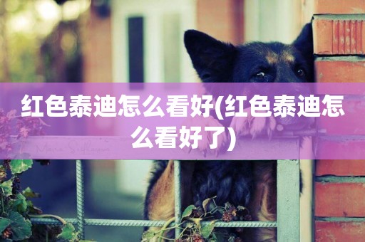 紅色泰迪怎么看好(紅色泰迪怎么看好了)
