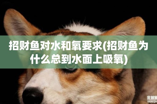 招財魚對水和氧要求(招財魚為什么總到水面上吸氧)