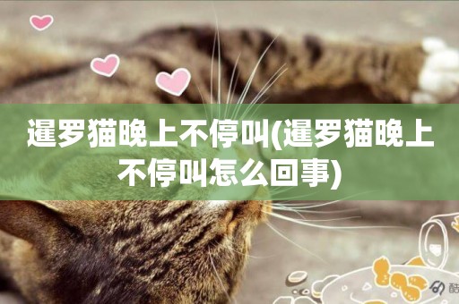 暹羅貓晚上不停叫(暹羅貓晚上不停叫怎么回事)