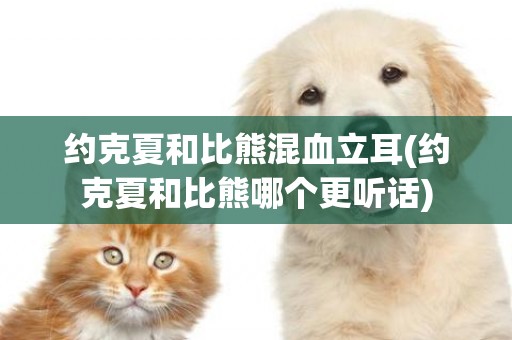 約克夏和比熊混血立耳(約克夏和比熊哪個更聽話)
