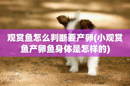 觀賞魚怎么判斷要產卵(小觀賞魚產卵魚身體是怎樣的)