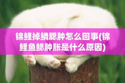 錦鯉掉鱗腮腫怎么回事(錦鯉魚鰓腫脹是什么原因)