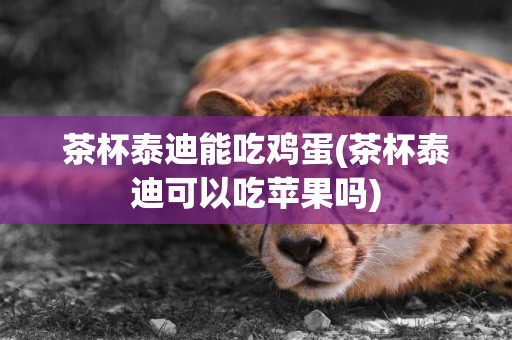 茶杯泰迪能吃雞蛋(茶杯泰迪可以吃蘋果嗎)