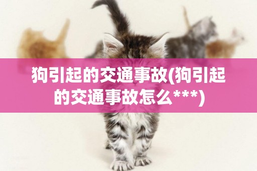狗引起的交通事故(狗引起的交通事故怎么***)