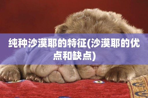 純種沙漠耶的特征(沙漠耶的優點和缺點)