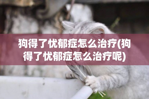 狗得了憂郁癥怎么治療(狗得了憂郁癥怎么治療呢)