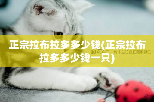 正宗拉布拉多多少錢(正宗拉布拉多多少錢一只)