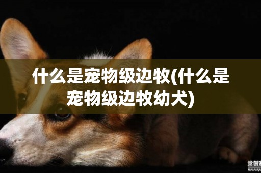 什么是寵物級邊牧(什么是寵物級邊牧幼犬)