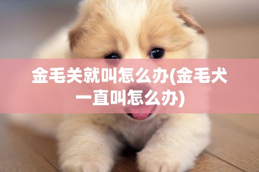 金毛關就叫怎么辦(金毛犬一直叫怎么辦)