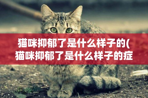 貓咪抑郁了是什么樣子的(貓咪抑郁了是什么樣子的癥狀)