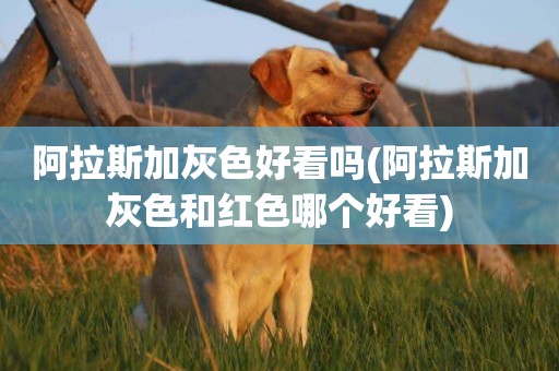 阿拉斯加灰色好看嗎(阿拉斯加灰色和紅色哪個好看)