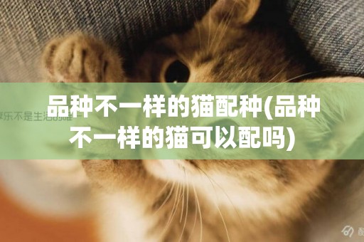 品種不一樣的貓配種(品種不一樣的貓可以配嗎)