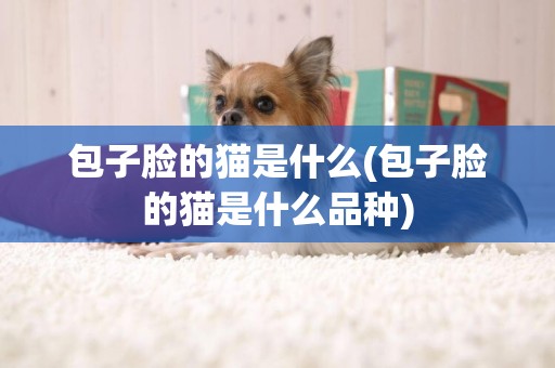 包子臉的貓是什么(包子臉的貓是什么品種)