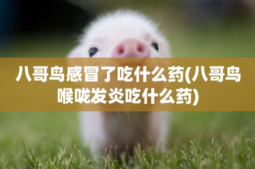 八哥鳥感冒了吃什么藥(八哥鳥喉嚨發炎吃什么藥)