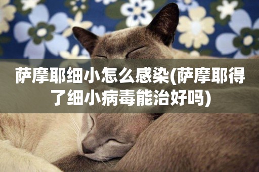 薩摩耶細小怎么感染(薩摩耶得了細小病毒能治好嗎)