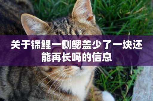 關于錦鯉一側鰓蓋少了一塊還能再長嗎的信息