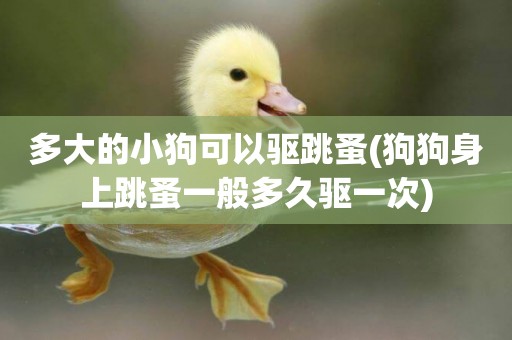 多大的小狗可以驅跳蚤(狗狗身上跳蚤一般多久驅一次)
