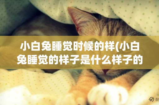 小白兔睡覺時候的樣(小白兔睡覺的樣子是什么樣子的)