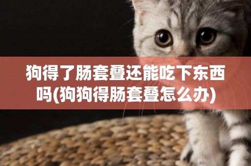狗得了腸套疊還能吃下東西嗎(狗狗得腸套疊怎么辦)