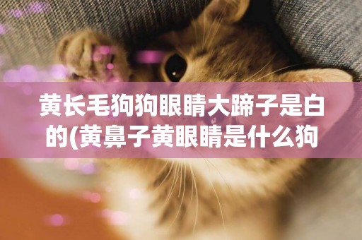 黃長毛狗狗眼睛大蹄子是白的(黃鼻子黃眼睛是什么狗)