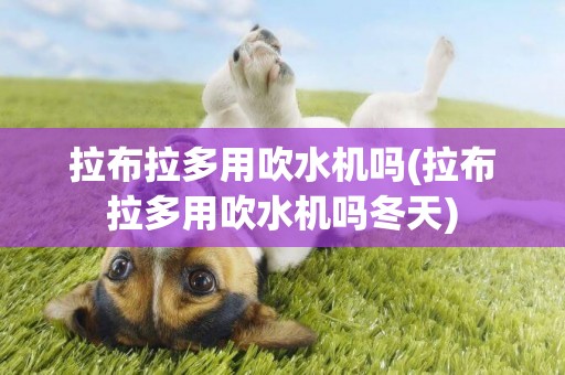 拉布拉多用吹水機嗎(拉布拉多用吹水機嗎冬天)