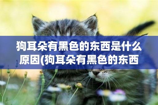 狗耳朵有黑色的東西是什么原因(狗耳朵有黑色的東西是什么原因圖片)