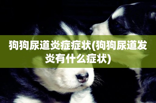 狗狗尿道炎癥癥狀(狗狗尿道發炎有什么癥狀)