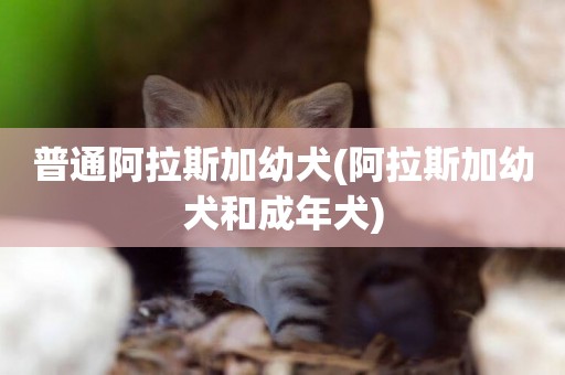 普通阿拉斯加幼犬(阿拉斯加幼犬和成年犬)