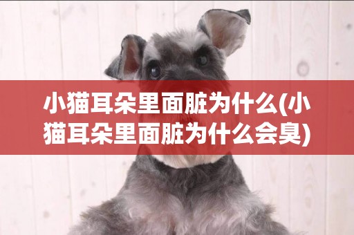 小貓耳朵里面臟為什么(小貓耳朵里面臟為什么會臭)