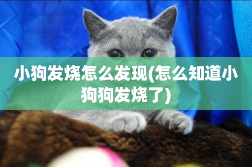 小狗發燒怎么發現(怎么知道小狗狗發燒了)