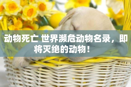 動物死亡 世界瀕危動物名錄，即將滅絕的動物！ 