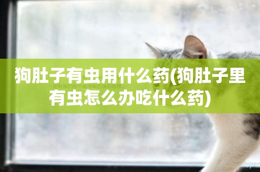 狗肚子有蟲用什么藥(狗肚子里有蟲怎么辦吃什么藥)