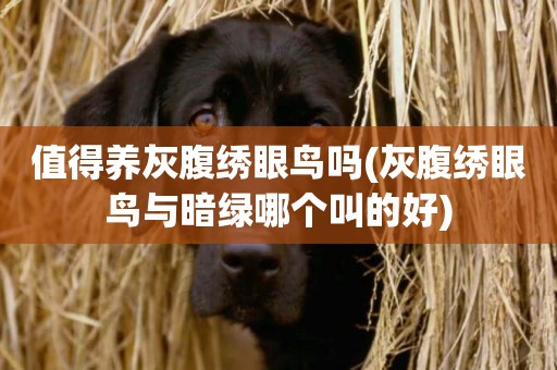 值得養灰腹繡眼鳥嗎(灰腹繡眼鳥與暗綠哪個叫的好)